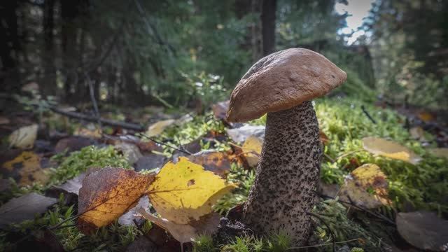 Лесные клады 4 mp4 смотреть онлайн