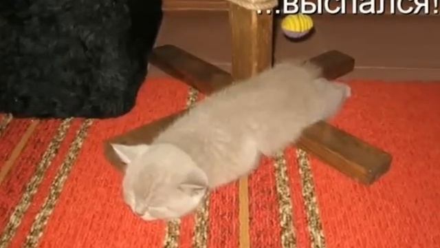Смешные коты и кошки 2012 смотреть онлайн