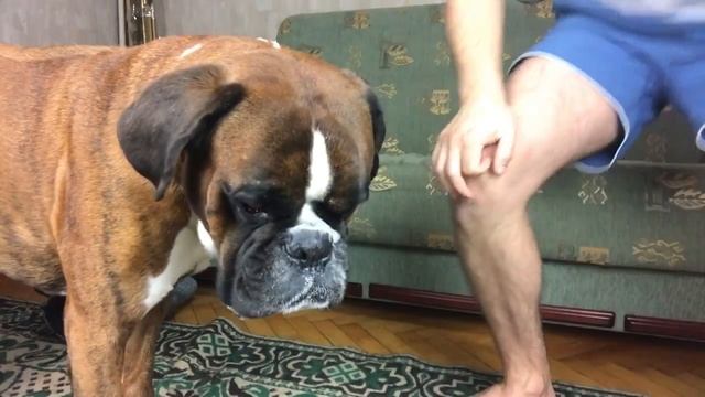 Немецкий боксер.Посылка от подписчика смотреть онлайн