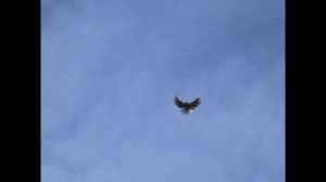 голуби от Николаенко С.А. май 2021 Геническ