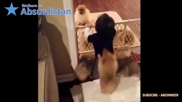 Kids and their dogs Kinderen en honden Улыбнись! Щенки и дети Позитив! смотреть онлайн