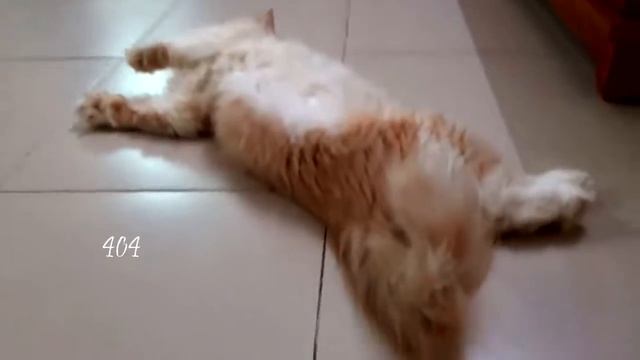 Прикольные коты 1 смотреть онлайн