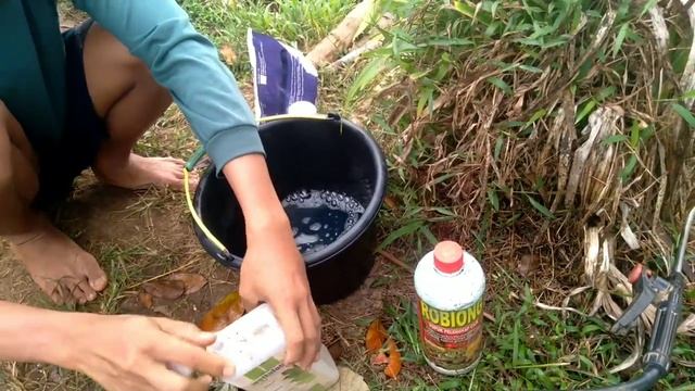 Cara Hemat Mengatasi Kutu Kebul Dan Trips смотреть онлайн