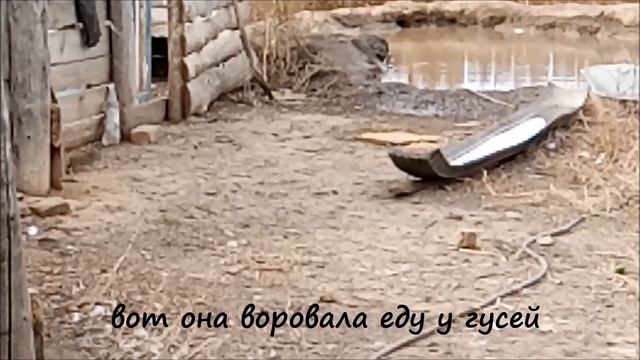 Пусть уходит год крысиный смотреть онлайн