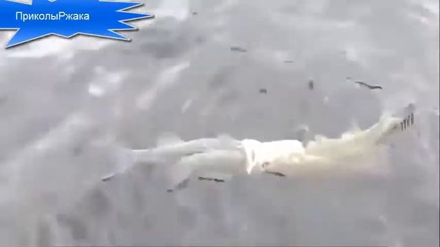 приколы над людьми, юмор, ржач, смех и розыгрыш смотреть онлайн