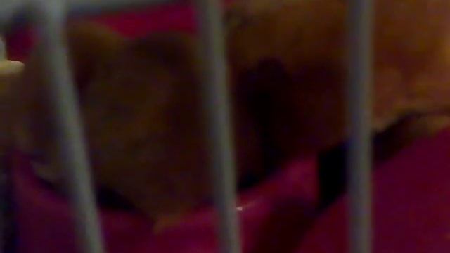 #1 приколы с хомяки угар до слёз смотреть онлайн