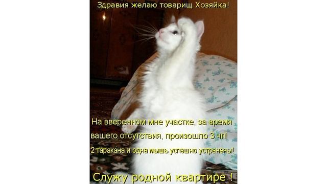 А тут никого не-е-ет!))) Приколы с котами | Мемозг 651 смотреть онлайн