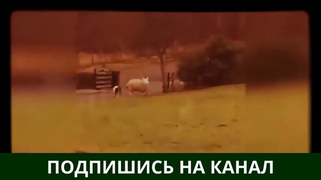 Самое интересное видео Смешные приколы Самые нелепые приколы Интересное видео приколы смотреть онлайн