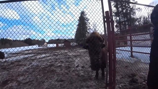 VLOG: ЗУБРОВНИК В ТОКСОВО смотреть онлайн