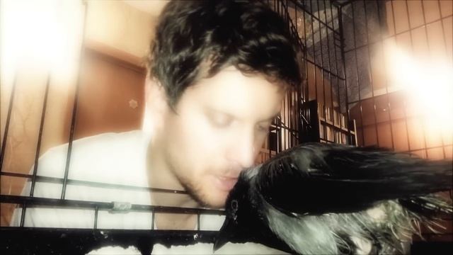 Грустная ворона