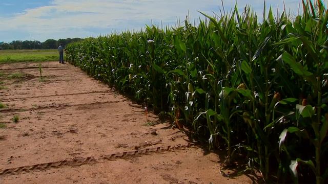 Corn Harvest смотреть онлайн