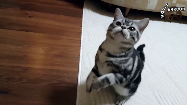 🐾😺 Котик Диксон. Охота за Орбиз. Смешное видео про кошек смотреть онлайн