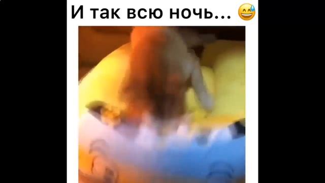 И так всю ночь!!! ~ Эти забавные животные!!!