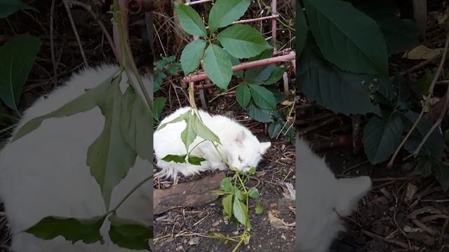 Доедает добытую пищу 😼♥️👍. #cat #деревня #еда #курица #кошка #кот #животные #птица #кошки #кошечки