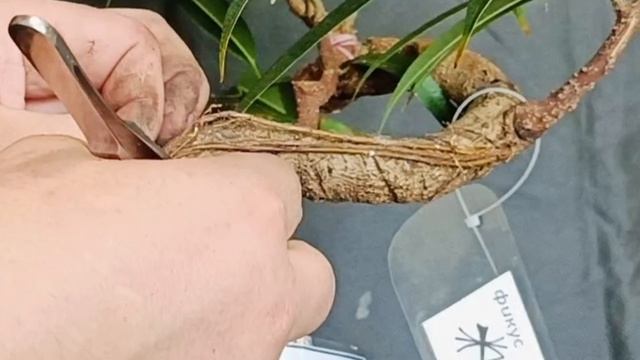 √13 фикус112 Бенджамин