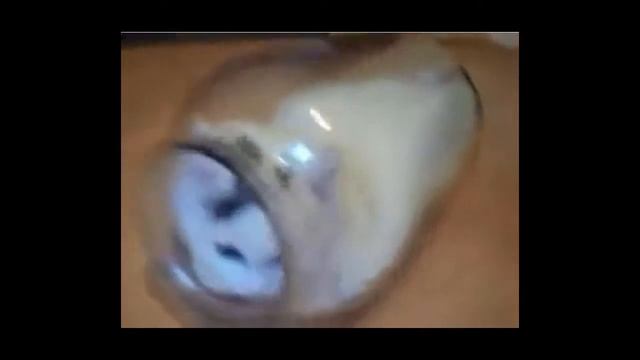 Кот в банке!!Приколы с животными 2015! смотреть онлайн