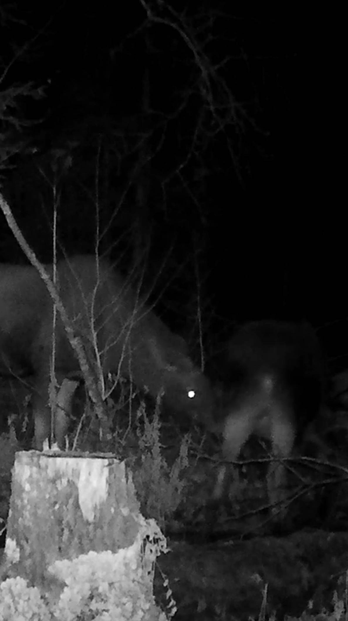 Лосиха с лосенком пришли на солонец во время гона.  Гон начался: Самец приближается!