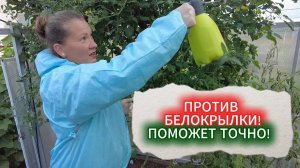 БЕЛОКРЫЛКА В ТЕПЛИЦЕ ИСЧЕЗЛА - ХВАТИЛО ОДНОЙ ОБРАБОТКИ. Эффективный препарат от белокрылки