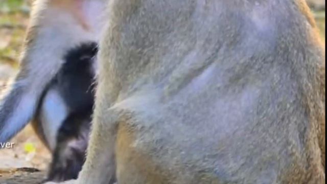 Первые робкие шаги Baby Monkey 1000002145.mp4 смотреть онлайн