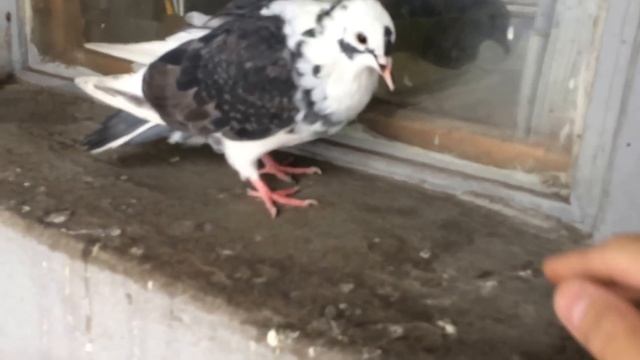 Голубь Мухтар смотреть онлайн