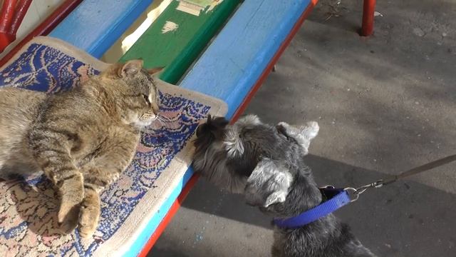 Самый спокойный кот в мире! Funny cat. Смешные коты. смотреть онлайн