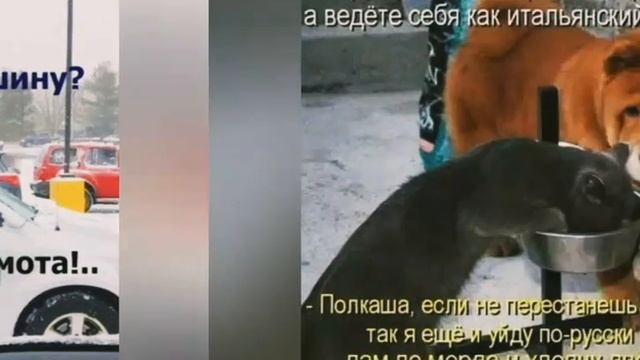 сдача экзамена по вождению инструктор в шоке юмор позитив приколы смешные забавны смотреть онлайн