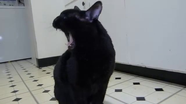 Орущий кот смотреть онлайн