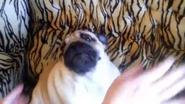 Мопс поёт Смешно Прикол Pug song funny Поющий мопс смотреть онлайн