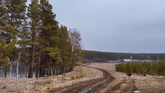 Прогулялись вдоль реки с собакой