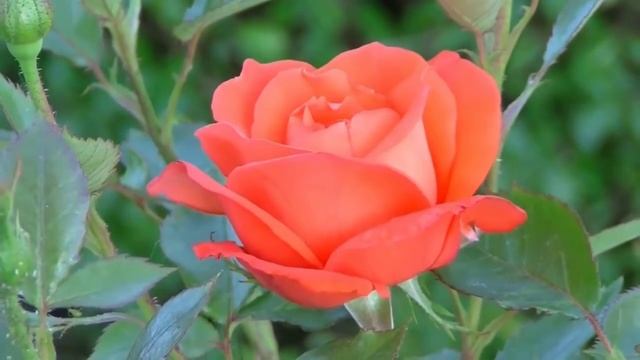 AMAZING Beautiful NATURE With Relaxing MUSIC And SOUND,4K HD Movie AMAZING Beautiful Birds 4k hd смотреть онлайн