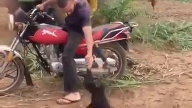 смешное видео с обезьяной смотреть онлайн