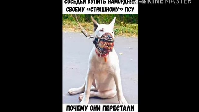 Смешные приколы из интернета.Приколы,жизы...) смотреть онлайн