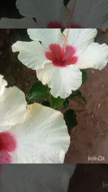 # how to care hibiscus# смотреть онлайн