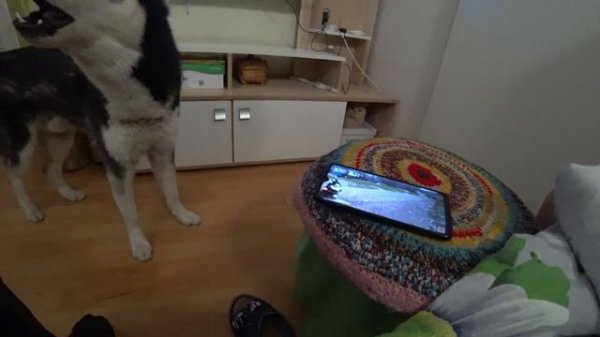 #huski. husky yelling/Хаски орет🐺🤦♂️🤦♂️🤦♂️