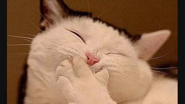 Очень прикольные коты! Смех до упаду!!! смотреть онлайн