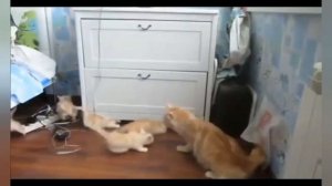 СМЕШНЫЕ ИСПУГИ ЛЮДЕЙ И ЖИВОТНЫХ