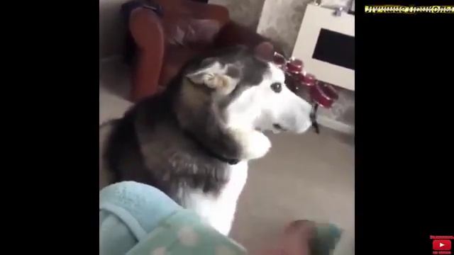 НОВЫЕ ПРИКОЛЫ 2017, ЛУЧШИЕ РУССКИЕ ПРИКОЛЫ, СМЕШНЫЕ ВИДЕО 2017 смотреть онлайн