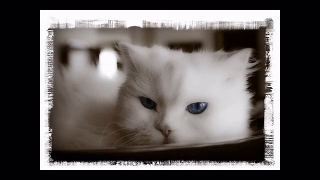 Portarits for Holidays by Beata Ksel Photography смотреть онлайн
