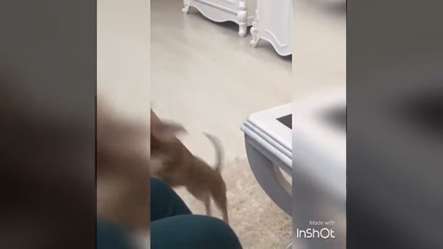 Прикол с чихуахуа, очень смешное видео