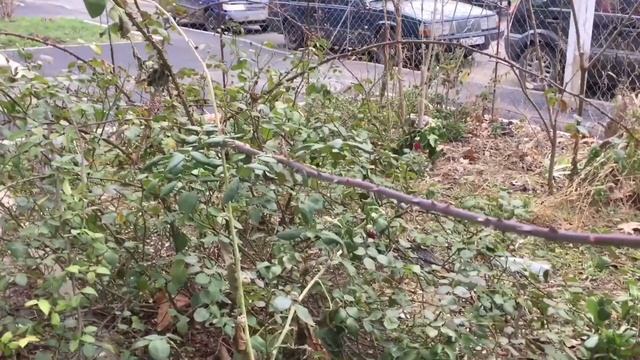 ОТЛИЧНЫЙ автопарк Севастополя и Крымские коты смотреть онлайн