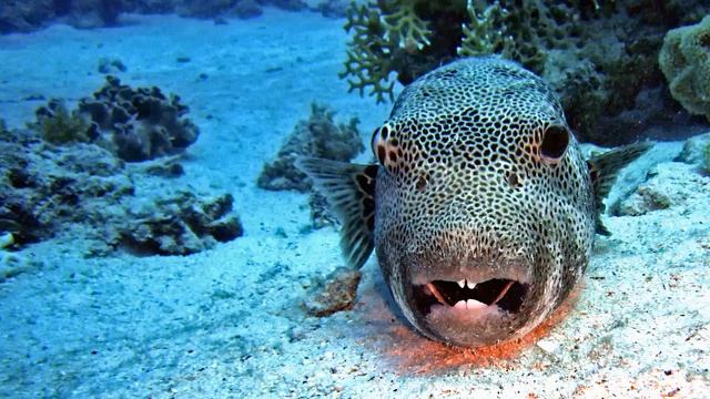 Нектар Бессмертия - 02. Чем был я до зачатия, Нисаргадатта Махарадж.