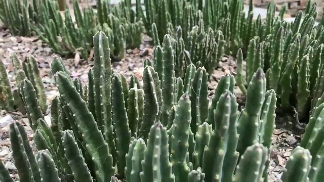 different kinds of cactus with relaxing music смотреть онлайн