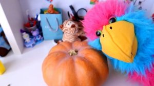 Пиговин – Влог Пиги и как бы живых зверей