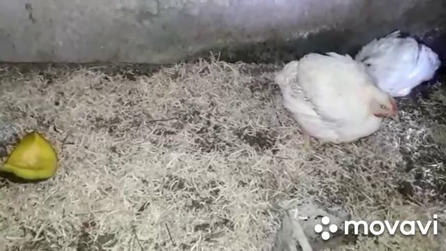 Что делать, если бройлеры сели или упали на лапы. Оказываем быструю помощь! смотреть онлайн