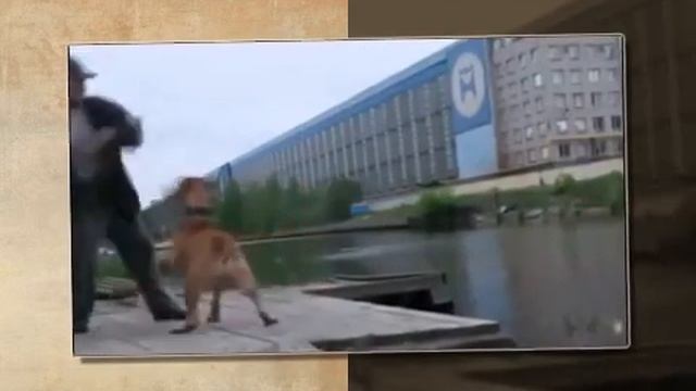 ПРИКОЛ! СОБАКА УТАЩИЛА ДЕДУЛЮ! РЖАЧ! смотреть онлайн