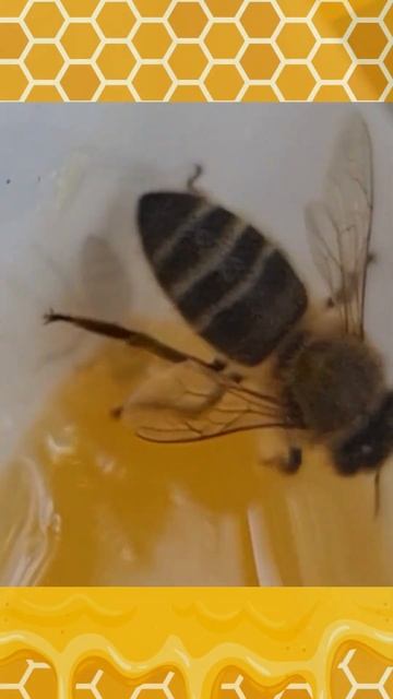 🍯She wants her honey back #bees #beekeeping #honeybees #honey #shorts #shortsvideo #yellow смотреть онлайн