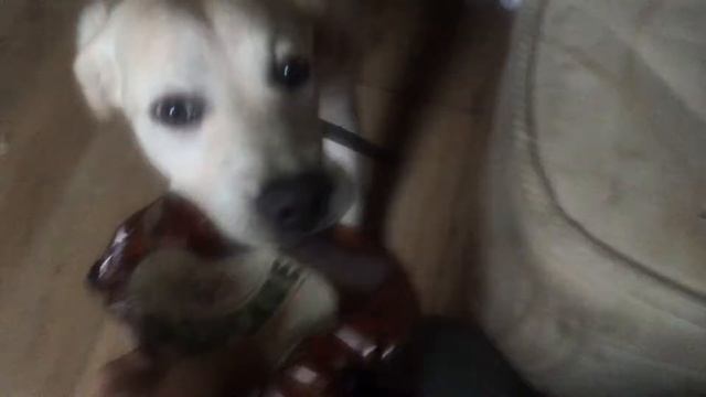 Лабрадор Лана, бегает за пивом смотреть онлайн