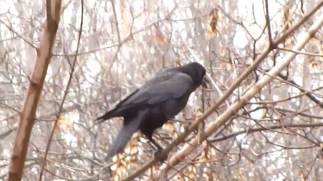 каркуша смотреть онлайн