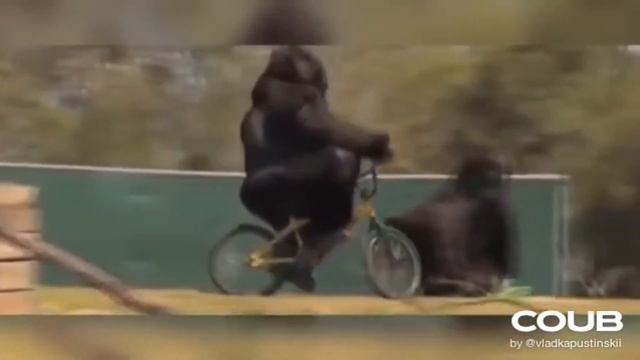 Самые смешные видео 2020 | Best Cube | Best Coub | COUB | Видео приколы | Funny | #9 смотреть онлайн