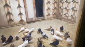 Голубь. Дербентский молодой мраморный голубь хочет винтануть..